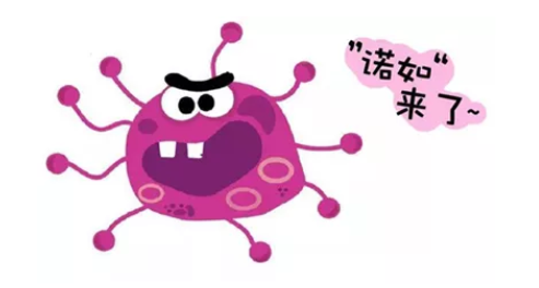 諾如病毒 諾如病毒